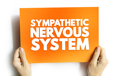 Sympathetic Nervous System